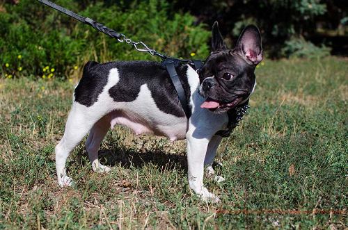 French Bulldog Harness UK