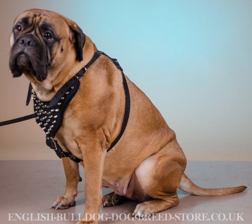 Bullmastiff Harness UK Spiked