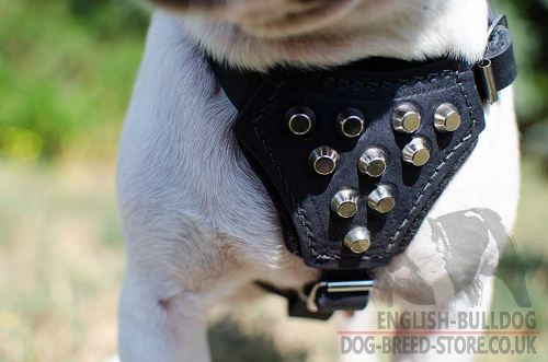 French Bulldog Leather Harness