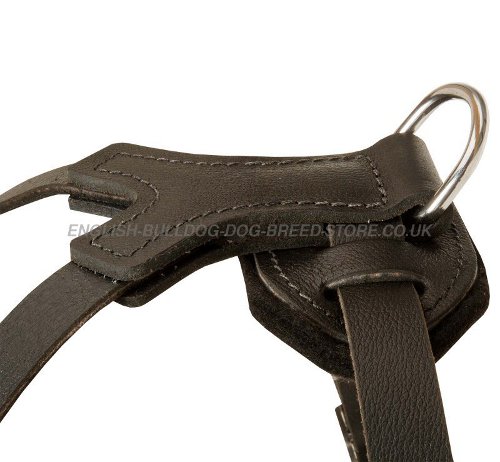 Harness for English Bulldog