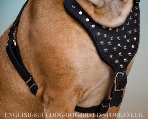 Studded Dog Harness for Bullmastiff UK