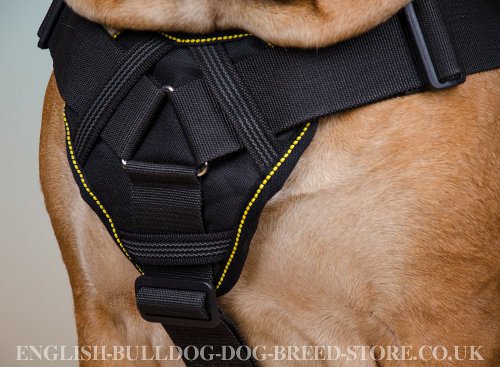 Working Bullmastiff Harness UK