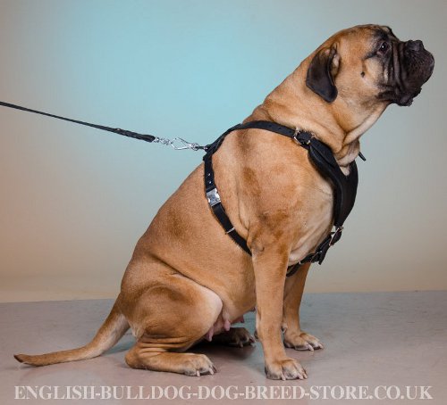 Bullmastiff Dog Harness UK Working