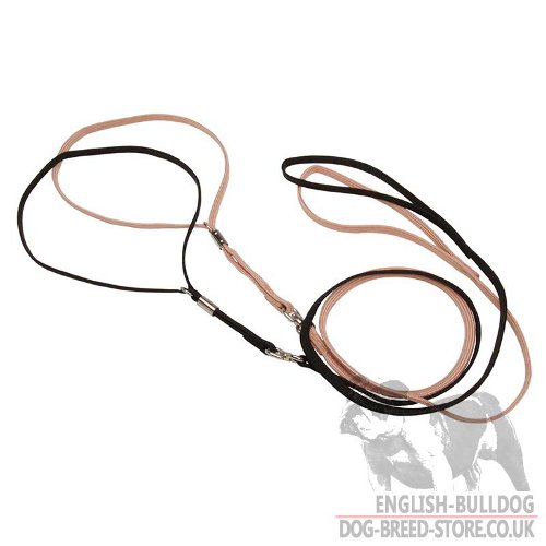 English Bulldog Leashes and Collars
