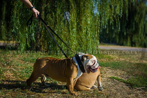 Best Leash for English Bulldog