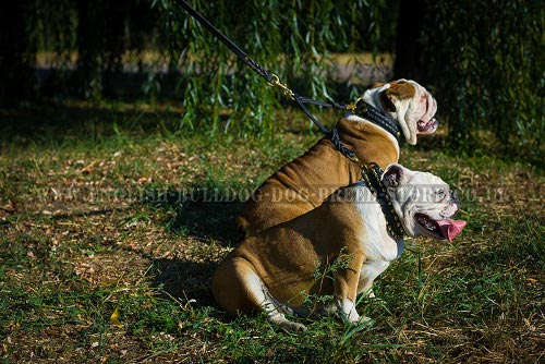 English Bulldog Leash UK