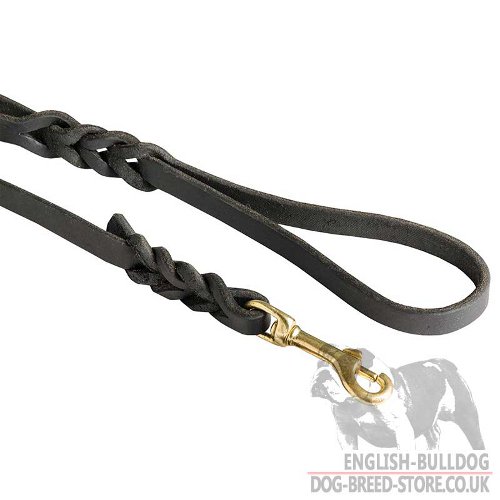 Leash for English Bulldog