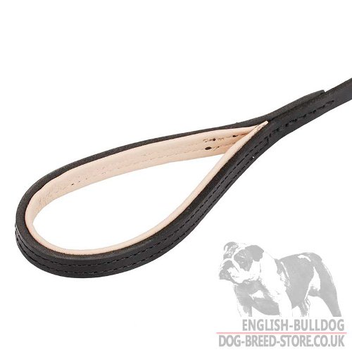 English Bulldog Leash Training