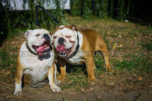 English Bulldog Lead UK