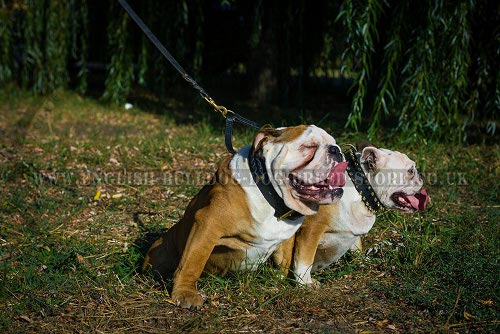 English Bulldog Leash