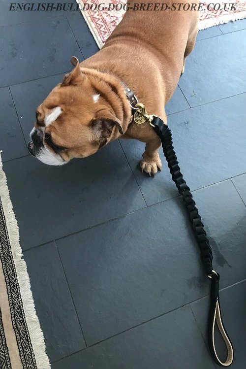 English Bulldog Leash for Sale