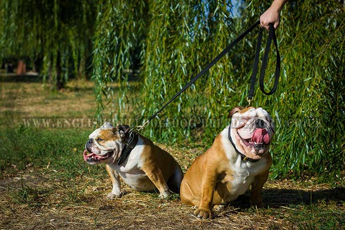 English Bulldog Leashes UK