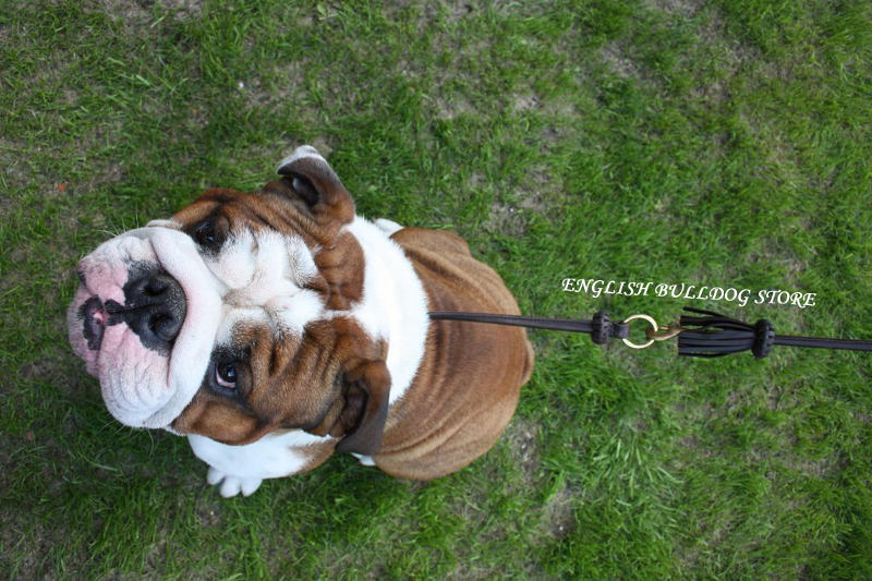 Round Leather Dog Leash for English Bulldog ⚜ £80.00