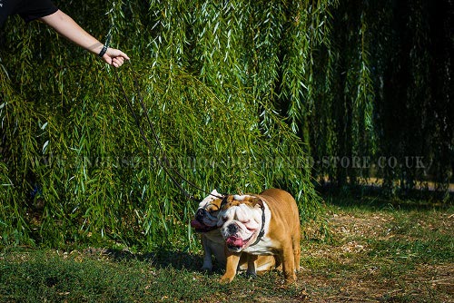 English Bulldog Leashes UK