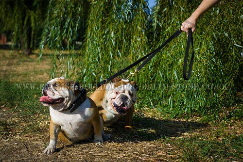 English Bulldog Leashes