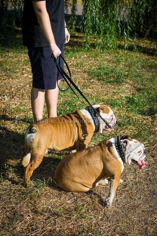 Nylon Leash for Bulldog