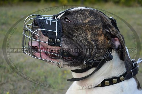 Bulldog Muzzle