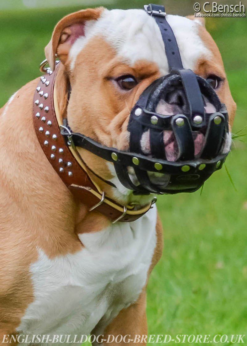 old english bulldog muzzle