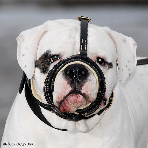 American Bulldog Dog Muzzle UK