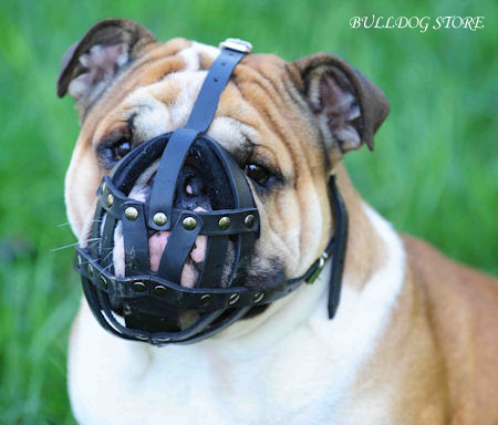 Mesh Dog Muzzle