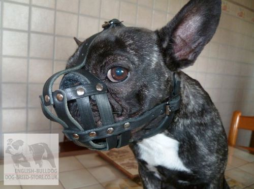 French Bulldog Muzzles