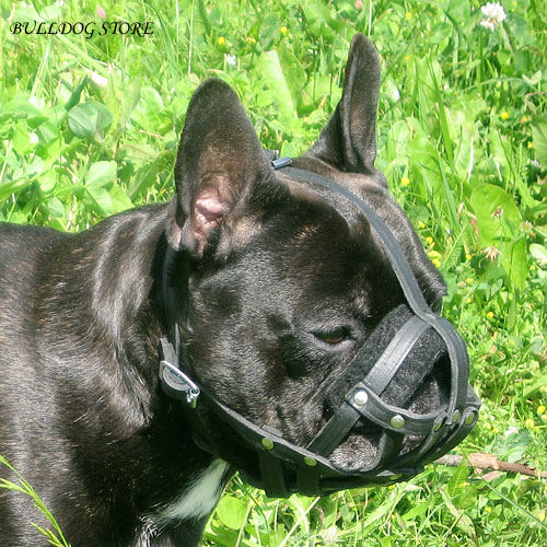 French Bulldog Muzzle UK