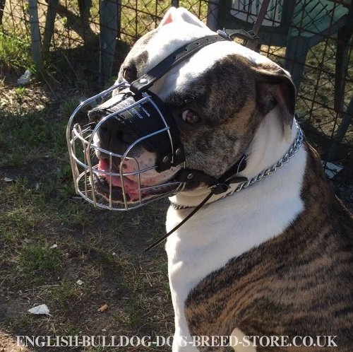 American Bulldog Muzzle UK