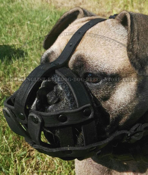 Best French Bulldog Muzzle