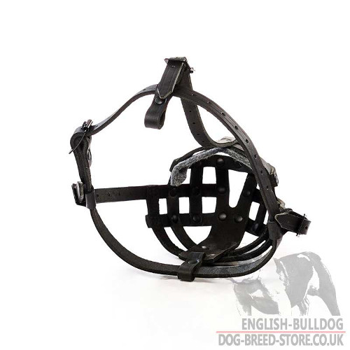 Boston Terrier Muzzle UK