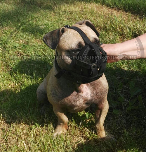 Dog Muzzle for French Bulldog
