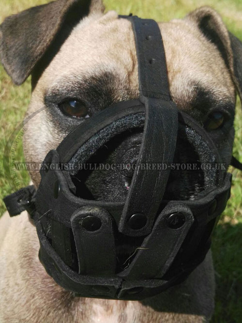 French Bulldog Mesh Muzzle