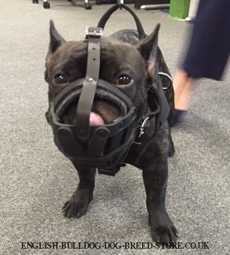 French Bulldog with Muzzle