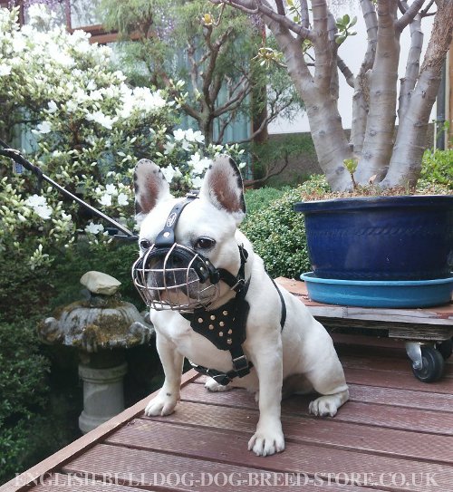 French Bulldog Muzzle UK