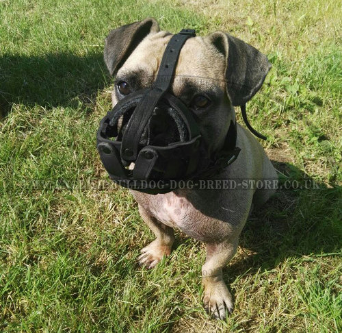 Muzzle for a French Bulldog