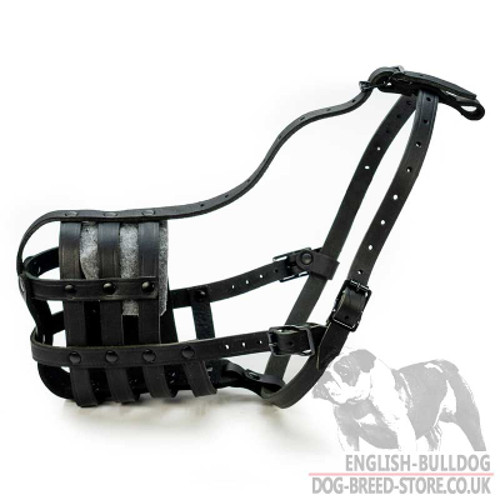 Muzzle for American Bulldog