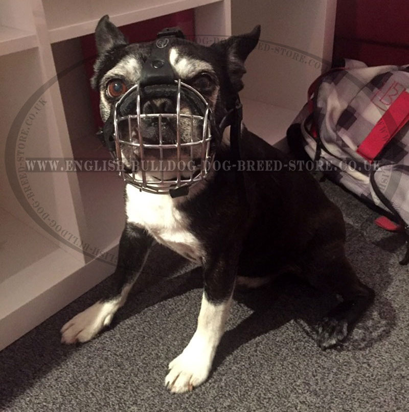 basket muzzle for boston terrier