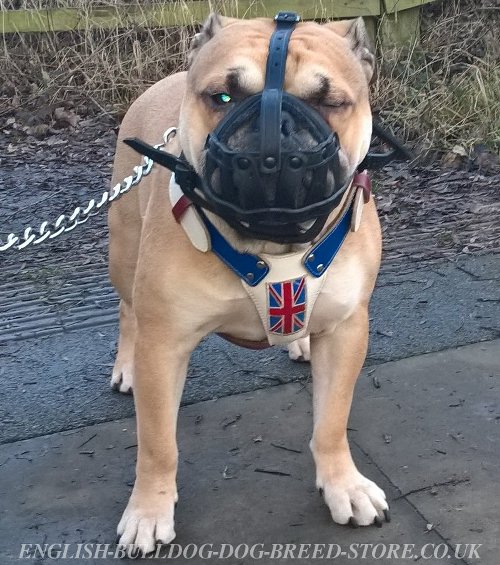 English Bulldog Muzzle UK