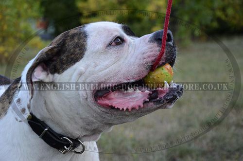 Dog Rubber Ball