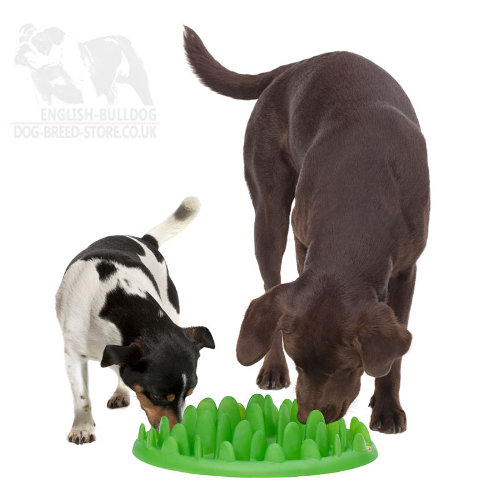 Interactive Dog Feeder for English Bulldog Puppy £32.30