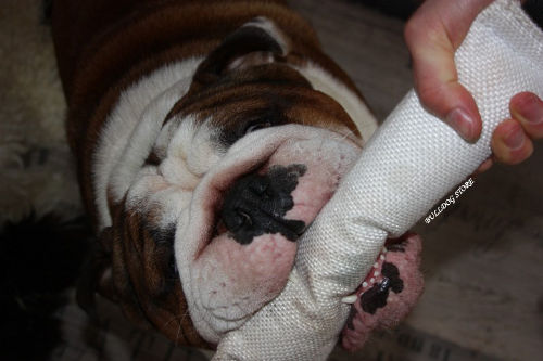 English Bulldog Training UK