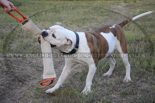 American Bulldog Training Bite Tug UK