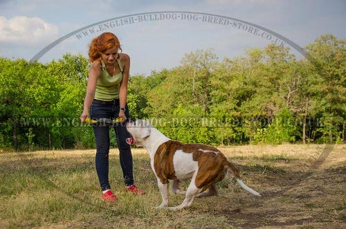 American Bulldog Bite Training