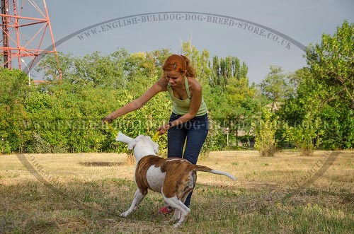 American Bulldog Dog Training