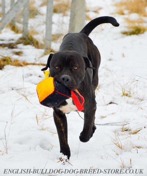 Dog Bite Training