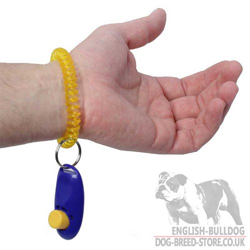 Clicker for English Bulldog Training