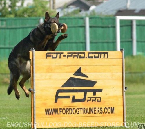 IGP Dog Jump