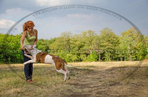 Training an American Bulldog