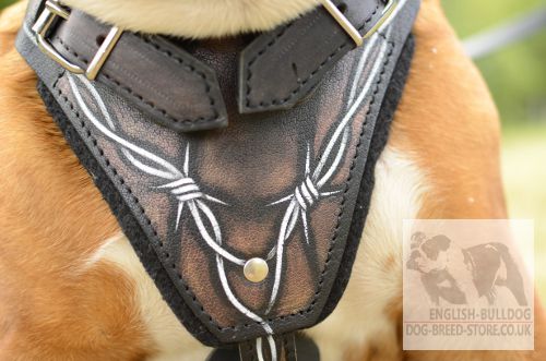 English Bulldog Harnesses