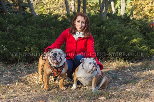 Heel Dog Command English Bulldogs Training