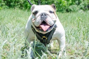 English Bulldog Best Harness